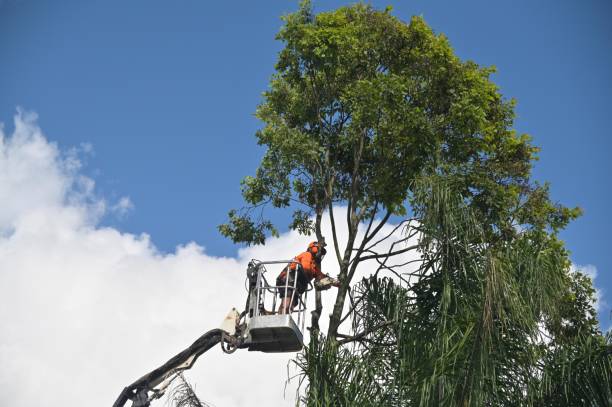 Lawn Watering Services in Oakdale, CA