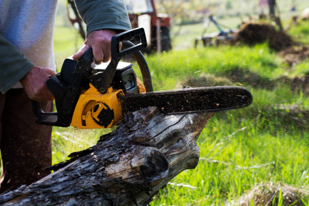 Best Tree Removal Service  in Oakdale, CA